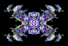 Surrealistic Symmetrical Pattern Of White Blue Violet Orchid Blossoms On Black Background