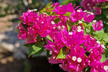 Beautiful Blooming Lesser Bougainvillea ,paperflower ,great Bougainvillea (Bougainvillea Glabra ,B. Spectabilis) Is Thorny Ornamental Vine Has Tiny White Flowers In Clusters Surrounded By Papery Bract
