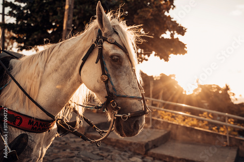 Fotomural Imagens de cavalos no Alto da Sé, Olinda-PE.