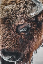 Closeup Of A Brown Bison Eye With Horns Under The Lights During Daytime