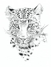 Portrait Of A Leopard