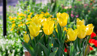 Wall Mural - Close-up of yellow tulip with green nature in public park