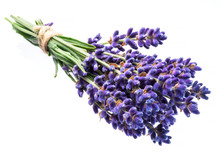 Bunch Of Lavandula Or Lavender Flowers On White Background.