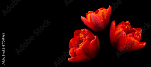 Bouquet of bright heads of blooming tulip flowers of red on black background, ba Canvas Print