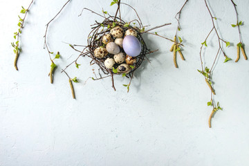 Wall Mural - Colored chicken and quail Easter eggs in birds nest with young blooming birch branches over light grey texture background. Flat lay, space