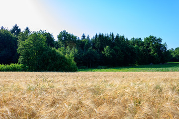 Wall Mural - Wheat field and trees in countryside against blue sky in Nassau, Germany