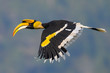 Beautiful Great Hornbill flying in nature