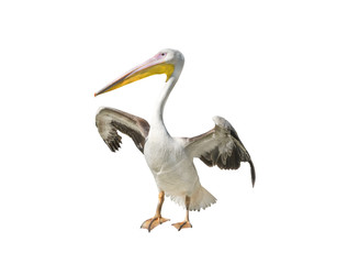 Sticker - Pelican isolated on a white