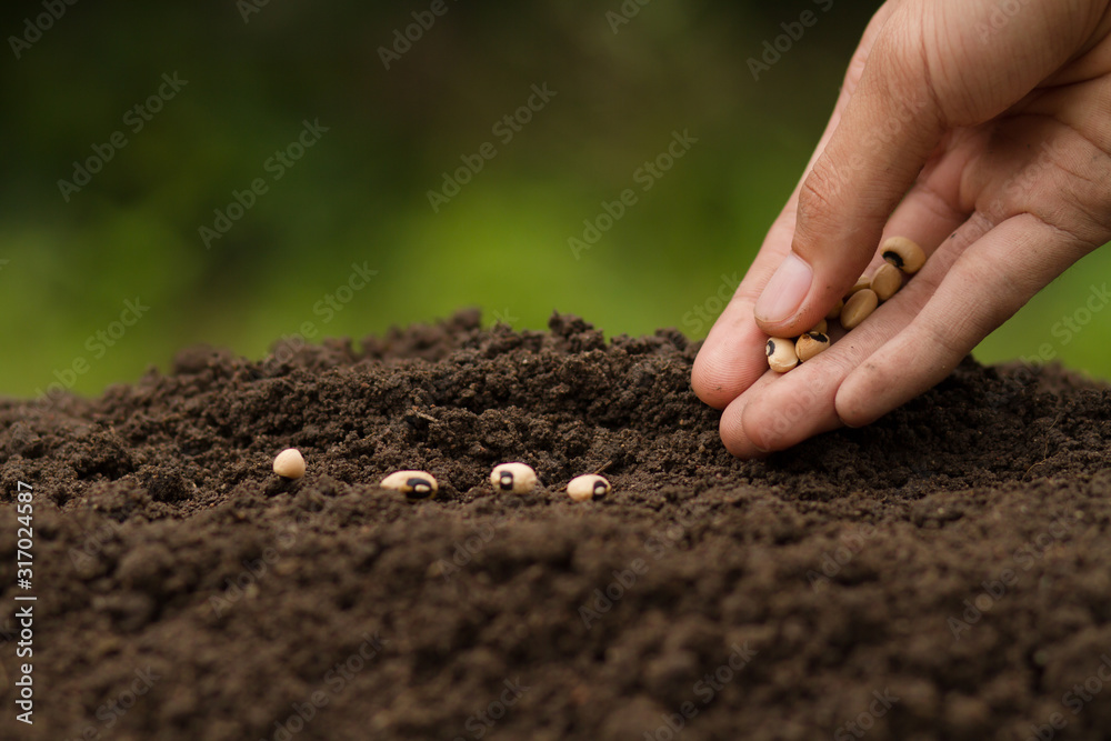Hand Sowing seeds to losing soil. growth vegetable at home and backyard garden, Retirement hobby and gardening concept. - obrazy, fototapety, plakaty 