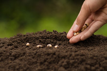 Hand Sowing Seeds To Losing Soil. Growth Vegetable At Home And Backyard Garden, Retirement Hobby And Gardening Concept.
