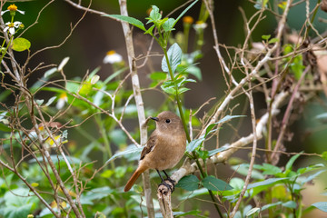 Wall Mural - Daurian Redstart in Tai Po Kau Nature Trail, Hong Kong (Formal Name: Phoenicurus auroreus), Female