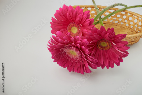 Pink gerbera flower blooming with water drops-close-up Photo
