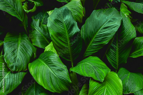 Naklejki rośliny  liscie-spathiphyllum-cannifolium-streszczenie-tekstura-zielony-tlo-natura-tropikalny-l