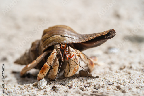 Fotografía Hermit crab on the sandy beach on the island of Zanzibar, Tanzania, Africa