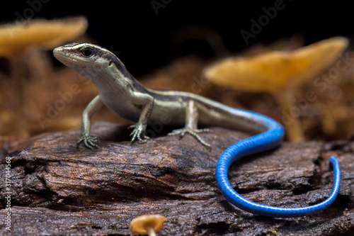 Emoia caeruleocauda, (Blue tailed skink) commonly known as the Pacific bluetail skink, is a species of lizard in the family Scincidae Tableau sur Toile