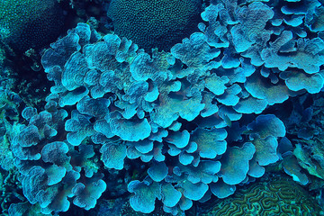 coral reef macro / texture, abstract marine ecosystem background on a coral reef