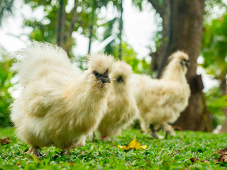 Silkie chicken animal find food