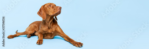Beautiful hungarian vizsla dog full body studio portrait. Dog lying down and looking up over pastel blue background. Family dog banner. © andreaobzerova