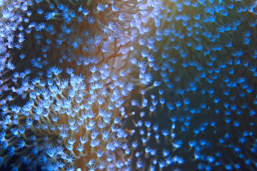 coral reef macro / texture, abstract marine ecosystem background on a coral reef