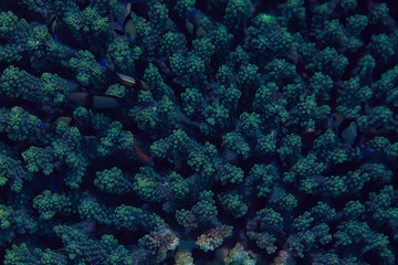 coral reef macro / texture, abstract marine ecosystem background on a coral reef