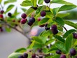 Selective focus shot of huckleberries on the branch