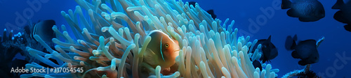 Photographie underwater scene / coral reef, world ocean wildlife landscape