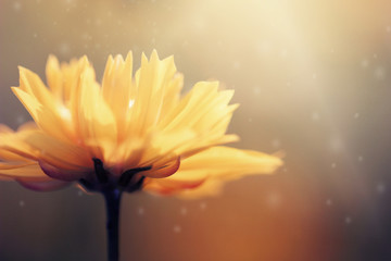 Wall Mural - Beautiful nature macro fresh yellow cosmos flowers blooming. 