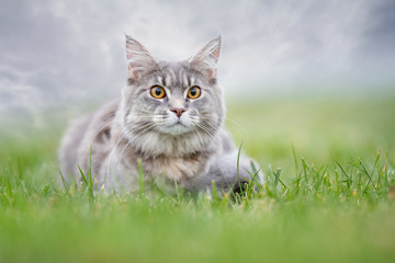 Wall Mural -  portrait of a beautiful cat