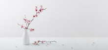 Flowering Cherry Branch In  Vase On White Background