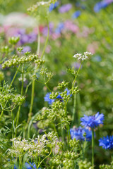 Wall Mural - Coriander seeds pods on plant in garden. Edible herb.