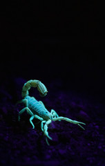 close up image of a poisonous scorpion glowing under a uv light at night