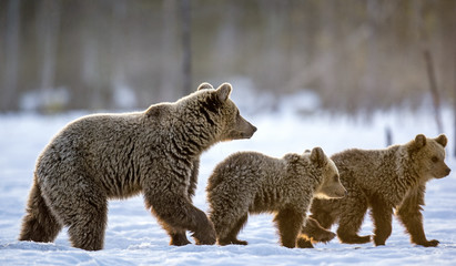 Wall Mural - she-bear and bear cubs in winter forest. winter forest, sunrise, morning mist . natural habitat. bro