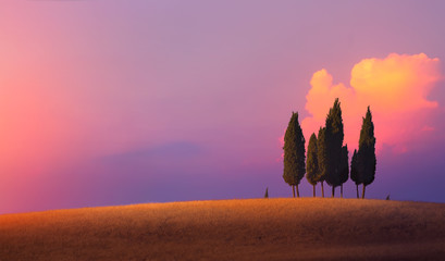 Beautiful nature countryside landscape; farm field and cypress trees over sunset sky