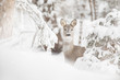© PATMALUPHOTO - Roe deer nestled in the snowy forest, Sesto, Pusteria valley, dolomites, Trentino Alto Adige, Italy