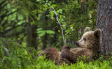 Fototapeta Las - Cub of Brown Bear lying on his back with his paws raised in the green grass in the summer forest. Green pine forest natural background, Scientific name: Ursus arctos.
