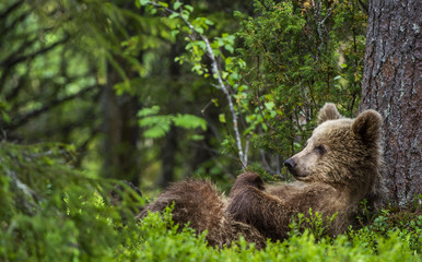 cub of brown bear lying on his back with his paws raised in the green grass in the summer forest. gr