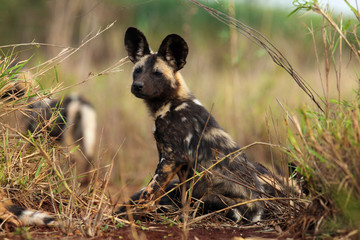 Wall Mural - The African wild dog, African hunting dog, or African painted dog (Lycaon pictus) two frolicking puppies