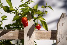 Red Chilies In Backyard Garden With White Fence