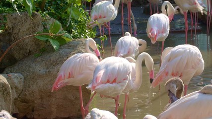 Group of beautiful pink flamingos is standing in water of a pond near stone and green trees