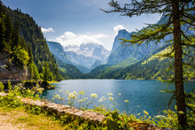 Gosausee Lake And Tree With Dachstein Behind