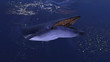 Blue whale underwater close to the sea surface chasing school of fish open mouth 3d rendering