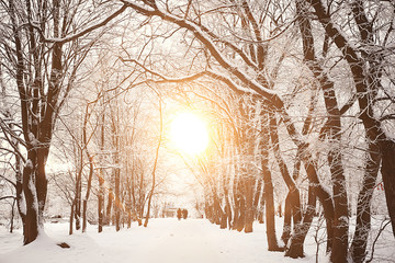 Wall Mural - sunset in the winter forest / February sunset in the park, snow forest and sun, winter rest