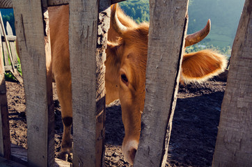 One cow with horns in a barn in Albania looking through the fence. Selective focus