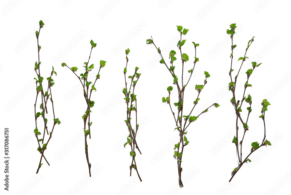 white background branches small leaves spring / isolated on white young branches with buds and leaves, spring frame - obrazy, fototapety, plakaty 