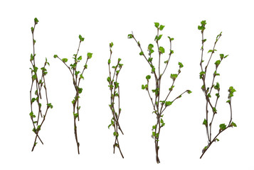 Wall Mural - white background branches small leaves spring / isolated on white young branches with buds and leave