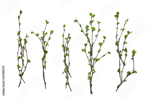 Cuadros en Lienzo white background branches small leaves spring / isolated on white young branches