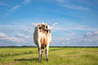 Grazing cow from behind, swinging tail and large udder in a field under a blue sky.