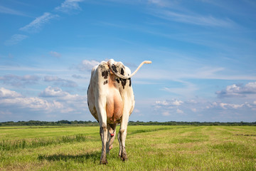 Wall Mural - Grazing cow from behind, swinging tail and large udder in a field under a blue sky.