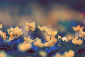 buttercups flowers background / abstract background seasonal, spring, summer, nature flower, yellow wild flowers