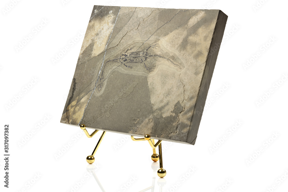 Keichousaurus hui sauropterygian fossil from China